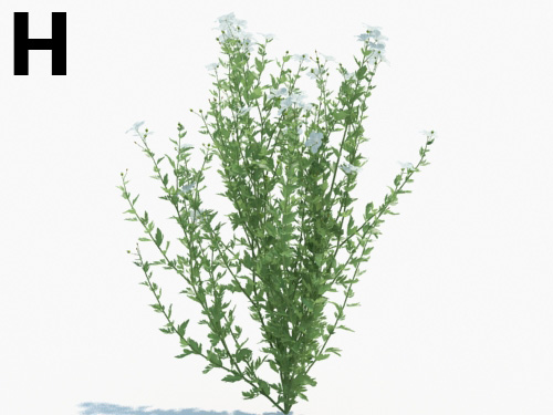 Maxtree - Plant Models Vol.3