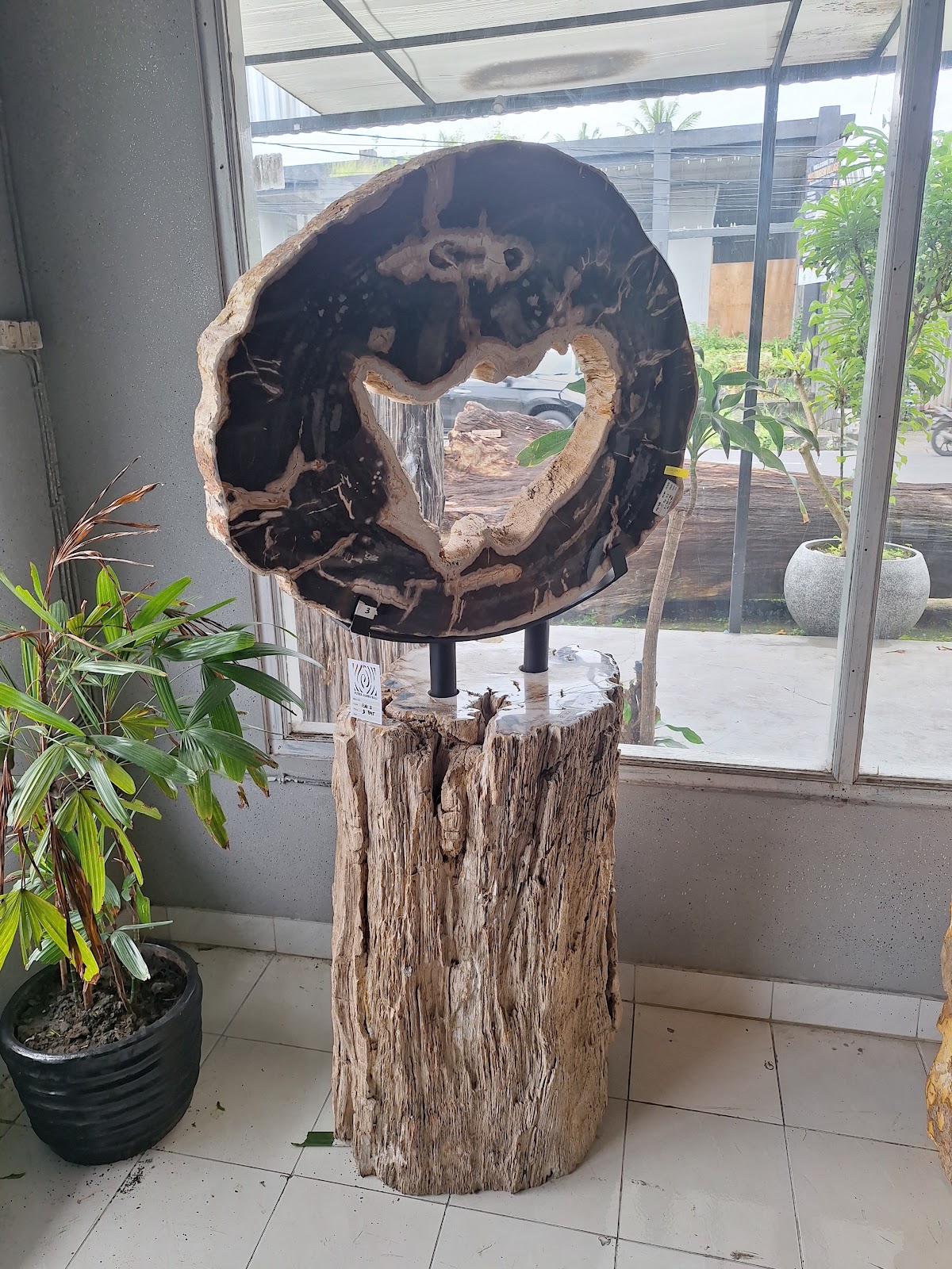 BIG SLAB DECO — SKU SLDC.001 | Petrified Wood by PJ Antique Bali