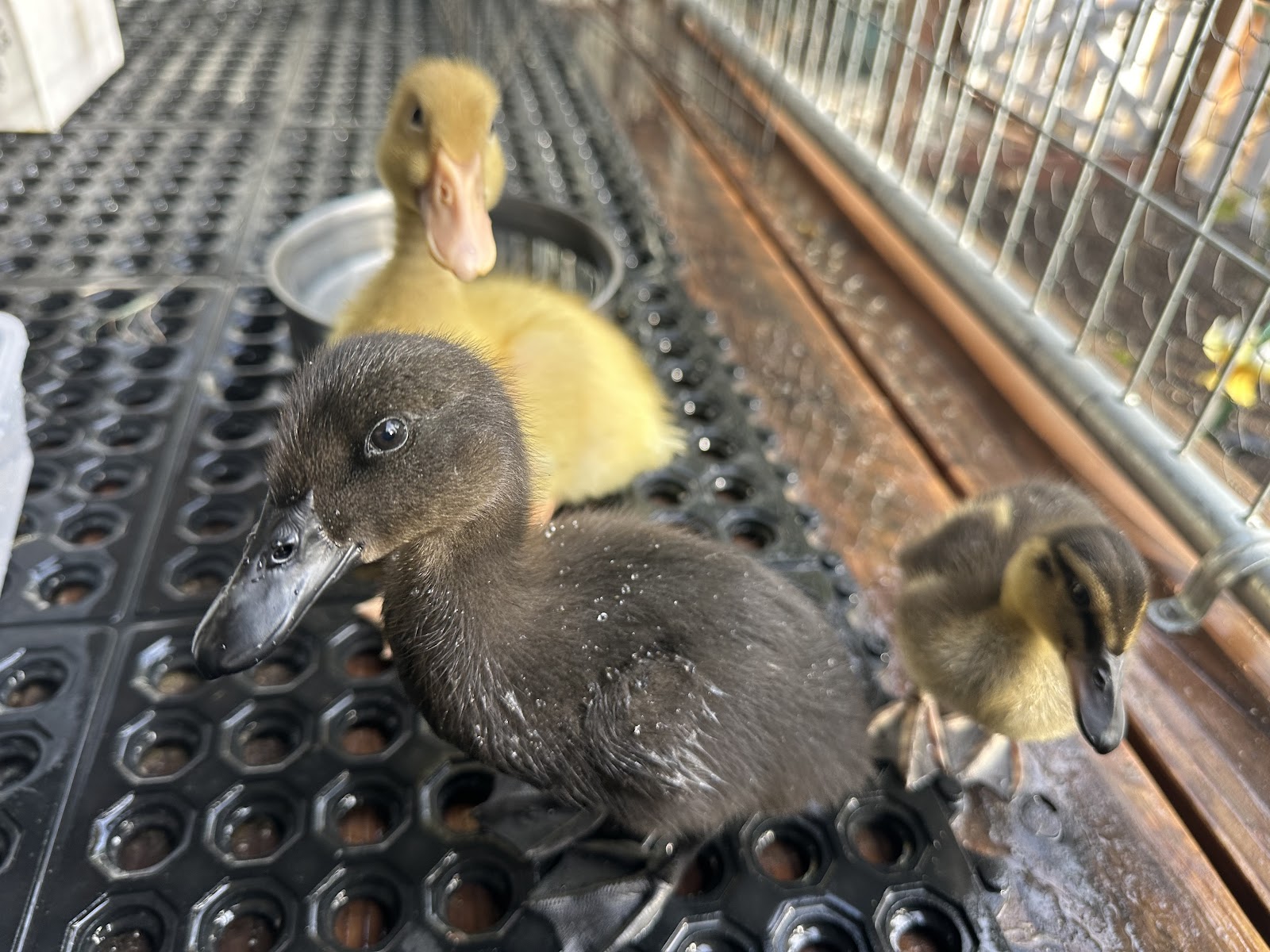 Cayuga Duckling