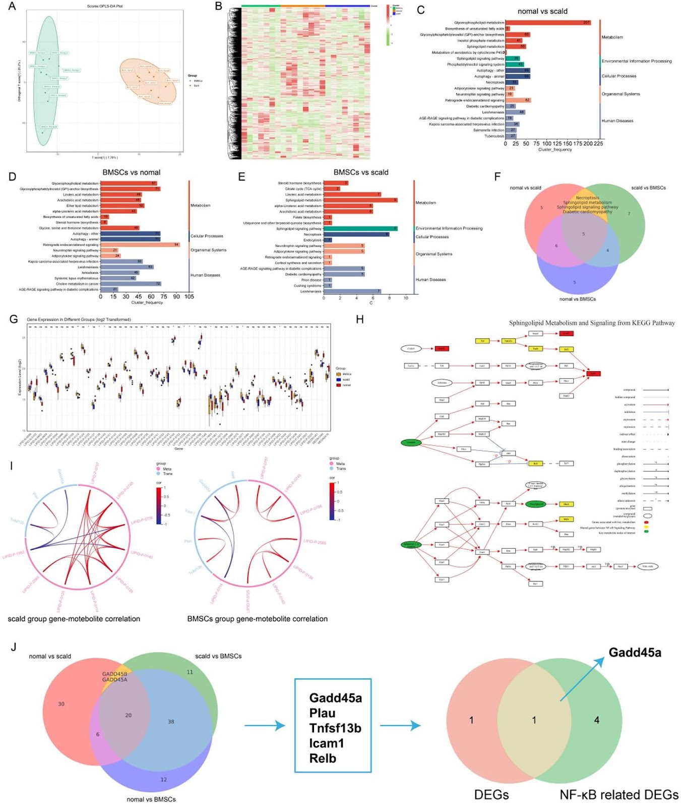 Bone Marrow-Derived Mesenchymal Stem Cells Alleviate Hepatic Lipid Metabolism Disorders After Scald Injury: Integrating Liver Transcriptome and Metabolome