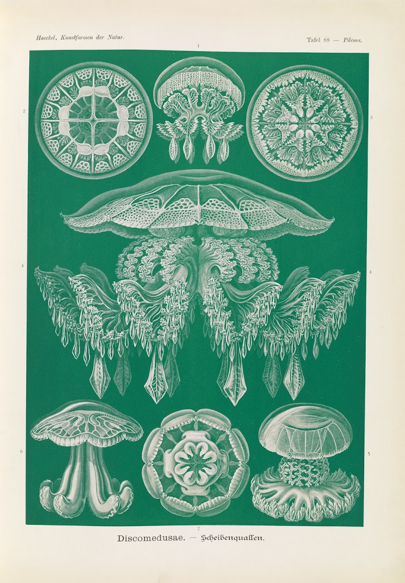 Discomedusae  Scheibenquallen 1904