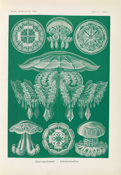 Discomedusae  Scheibenquallen 1904