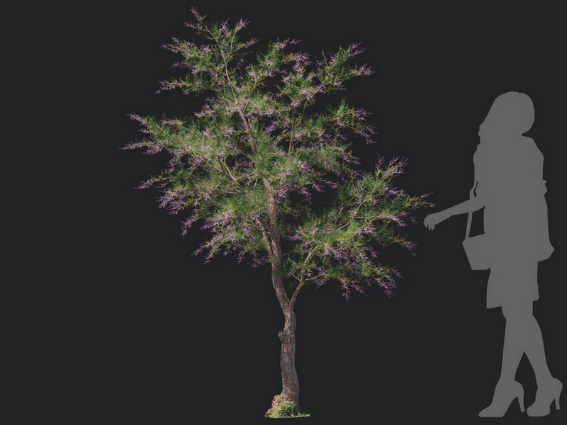 Maxtree - Plant Models Vol.129