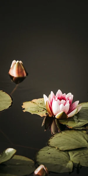 Waterlily, Lotus, Pond, Reflection Full HD iPhone Wallpaper Background