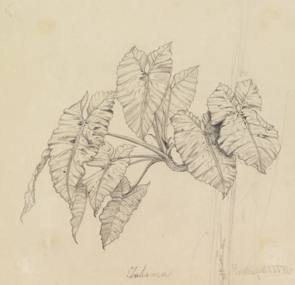 Blätterstudie 1858