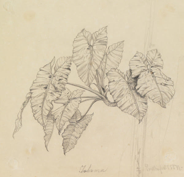 Blätterstudie 1858
