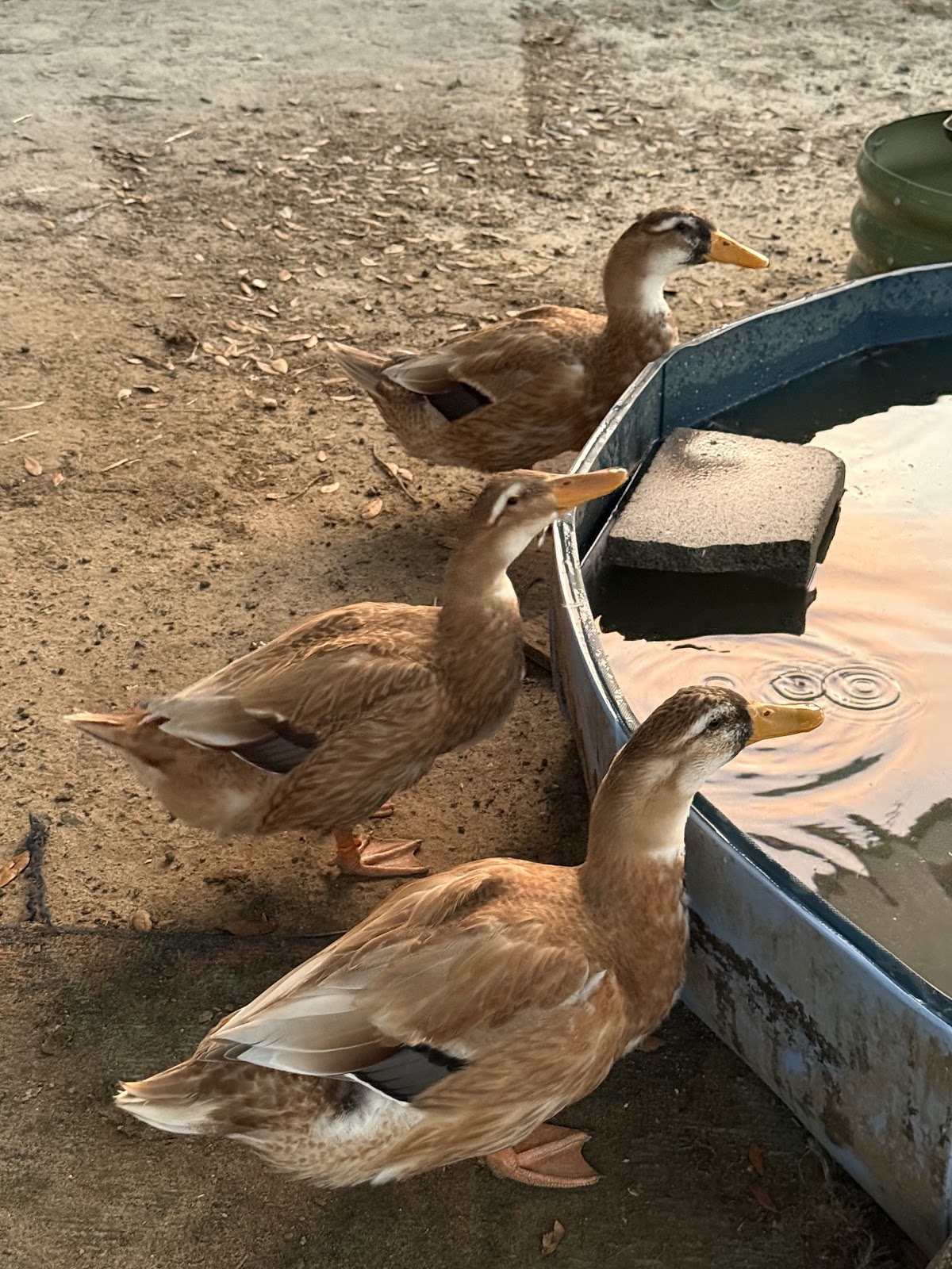 Golden Cascade Duckling