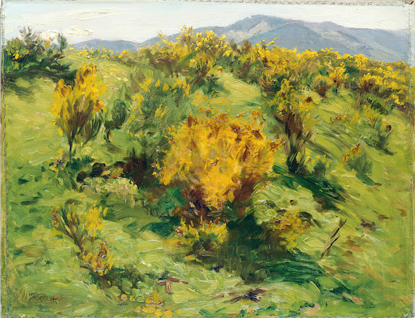 Blooming Gorse 1910