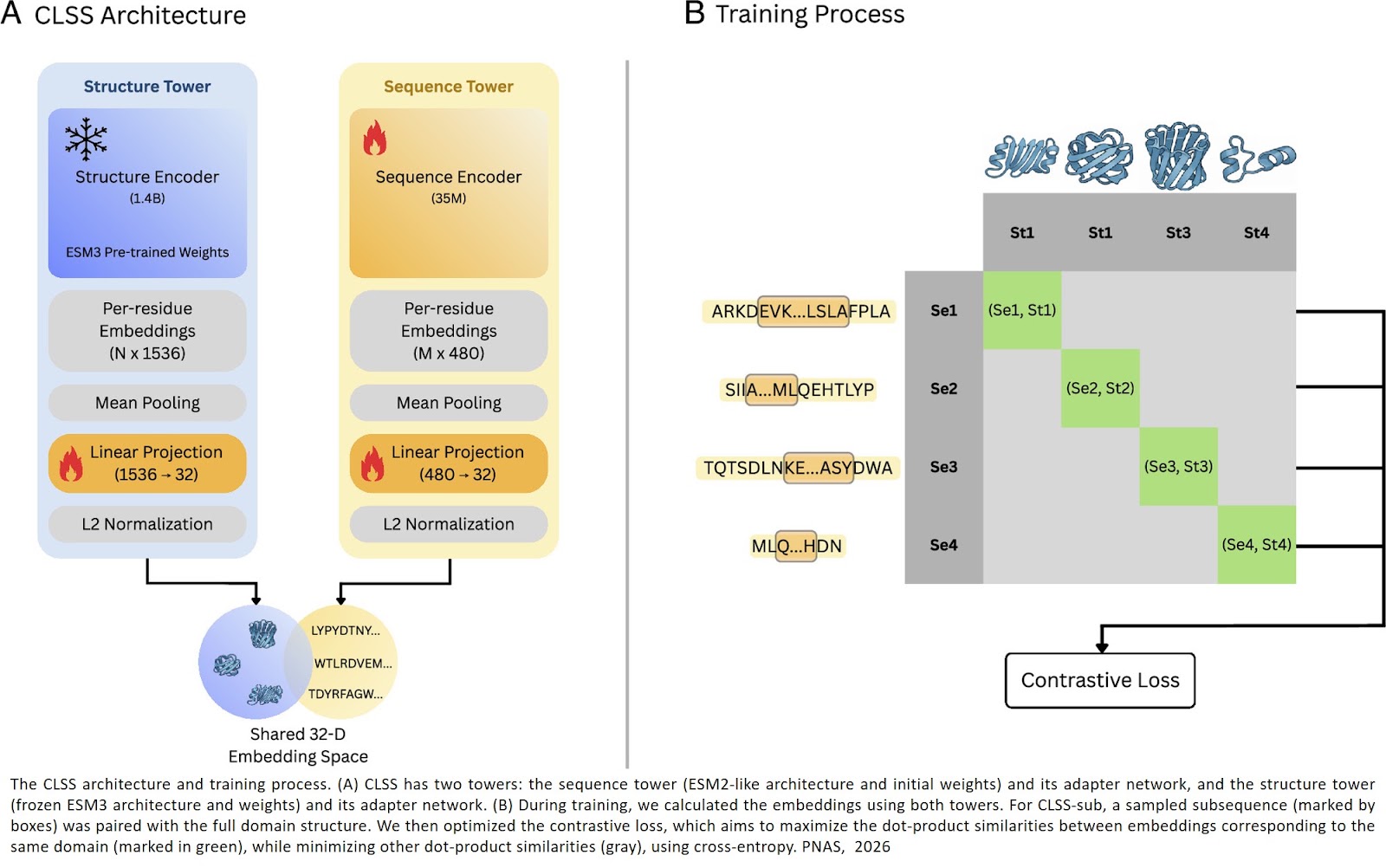 Contrastive learning unites sequence and structure in a global representation of protein space