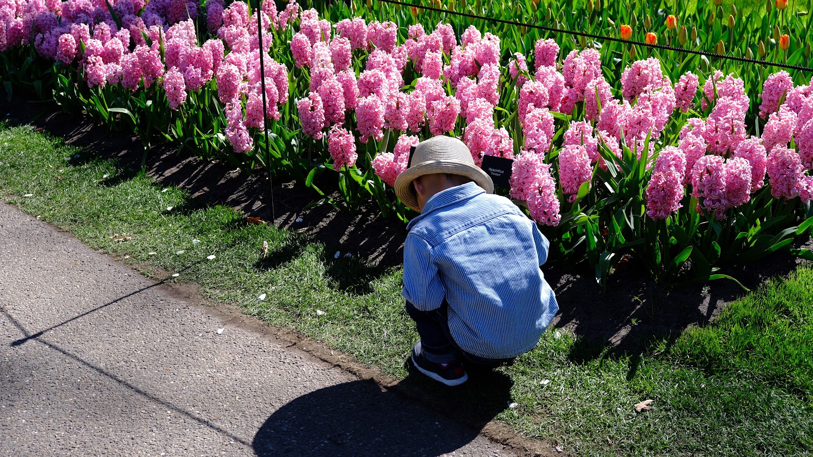Keukenhof Netherlands, the boy in the garden