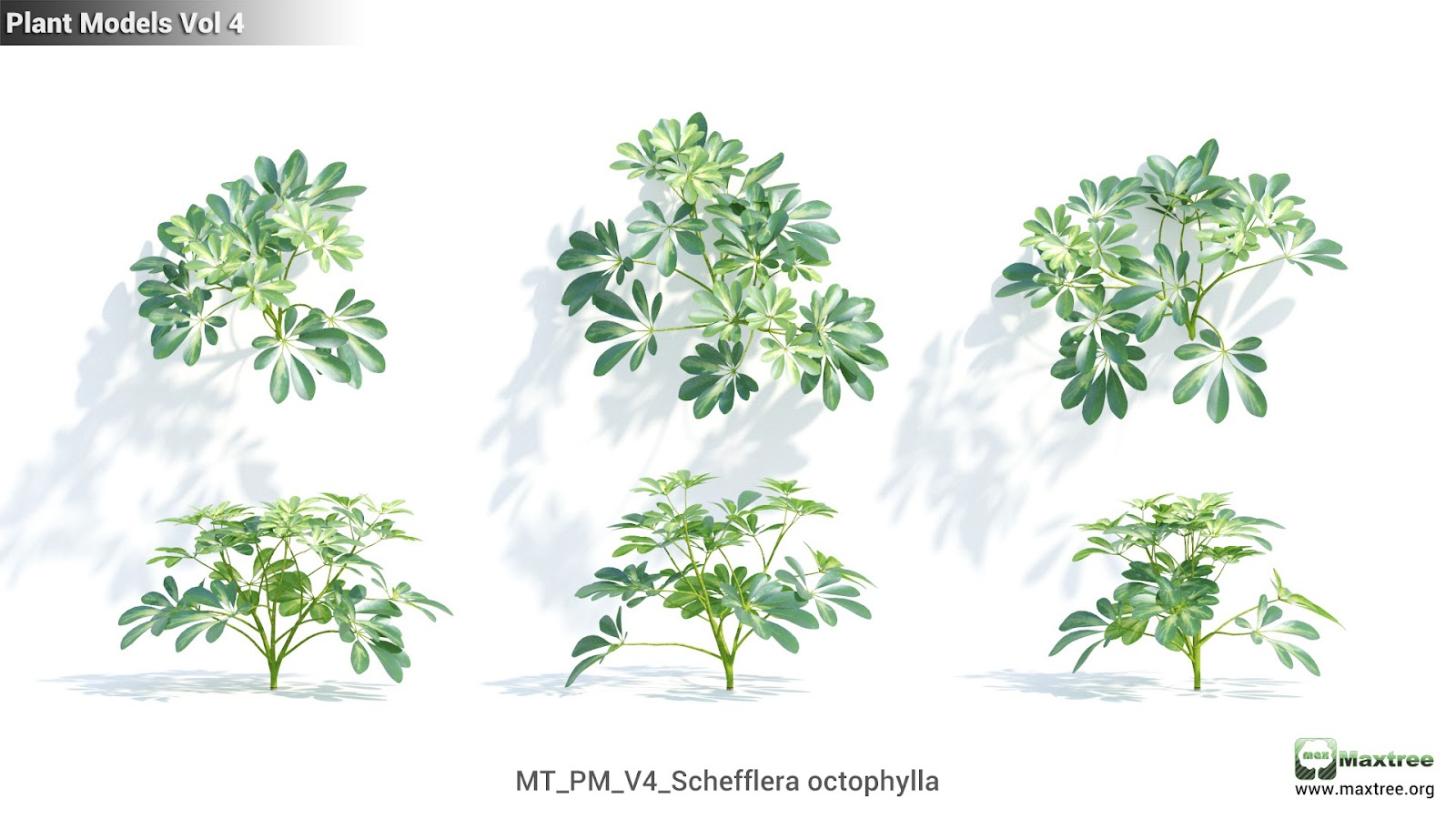 Maxtree - Plant Models Vol.4