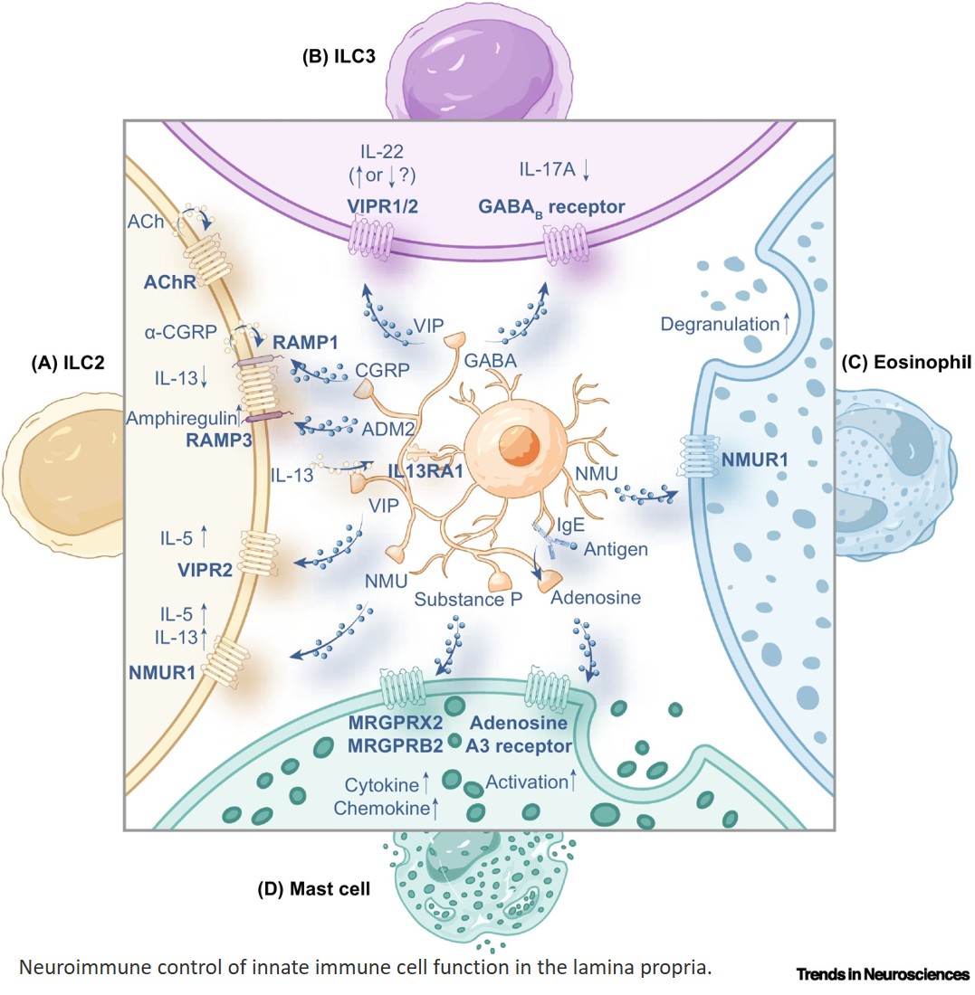 Enteric neuroimmune interactions in health and disease