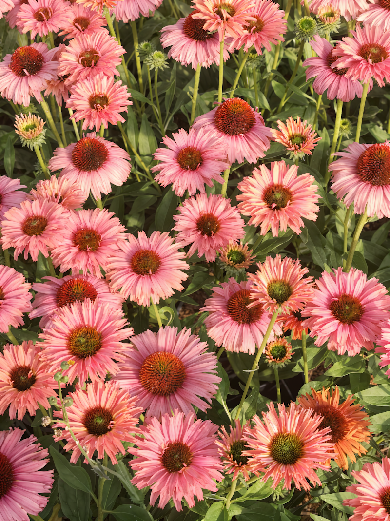 Echinacea 'Sunseekers Rainbow' con fiori multicolori nel giardino