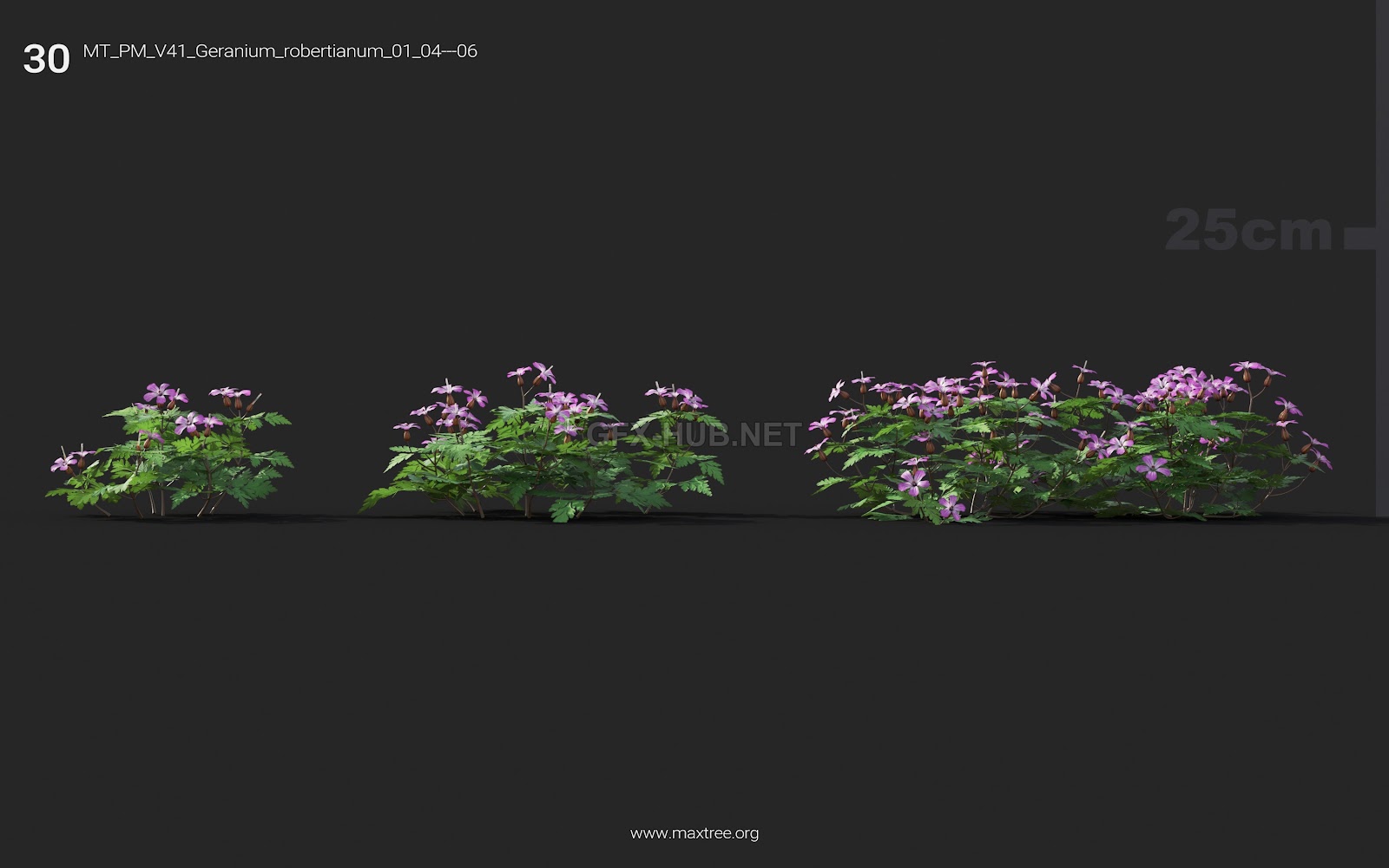 Maxtree - Plant Models Vol.41