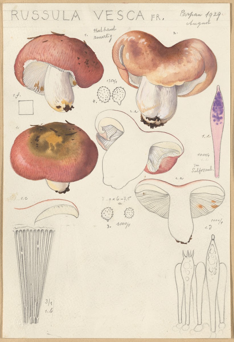 Russula vesca 1915 1945