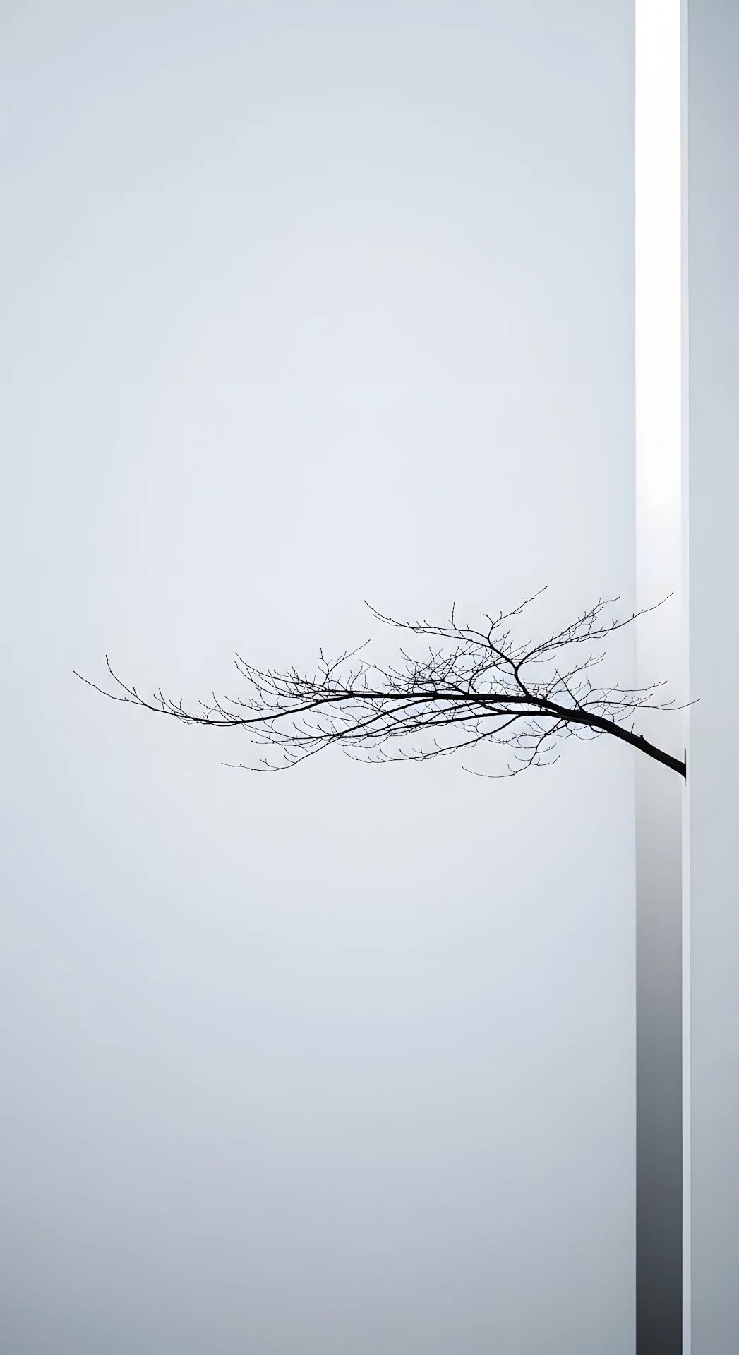 Minimal Conceptual Photo of a Bare Tree Branch Emerging from a White Corner - Free 4K mobile Wallpaper