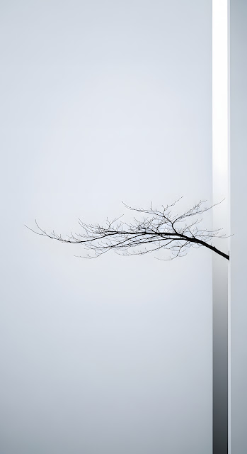 Minimal Conceptual Photo of a Bare Tree Branch Emerging from a White Corner - Free mobile Wallpaper