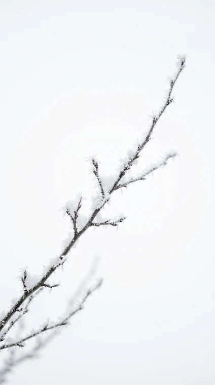 Minimalist Snow Covered Branches