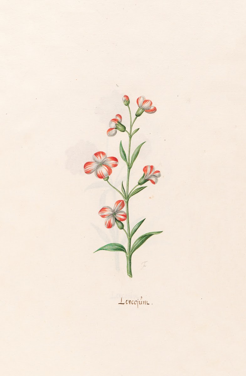 Leucojüm 1692