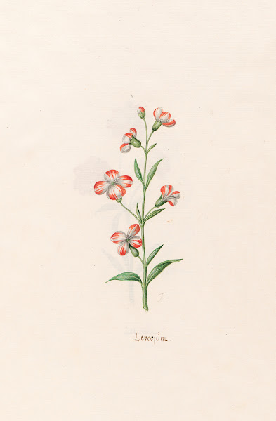 Leucojüm 1692