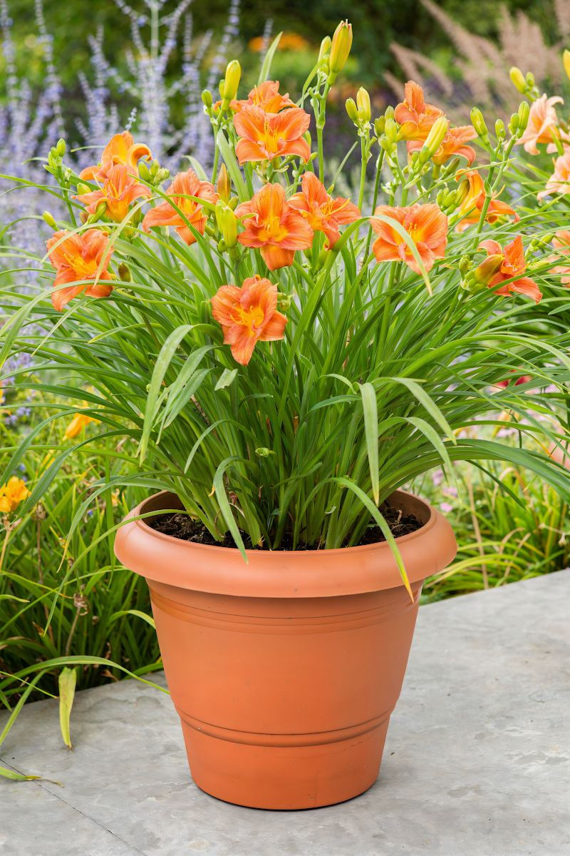 Hemerocallis 'Everdaylily Orange' in piena fioritura, giglio d'un giorno arancione
