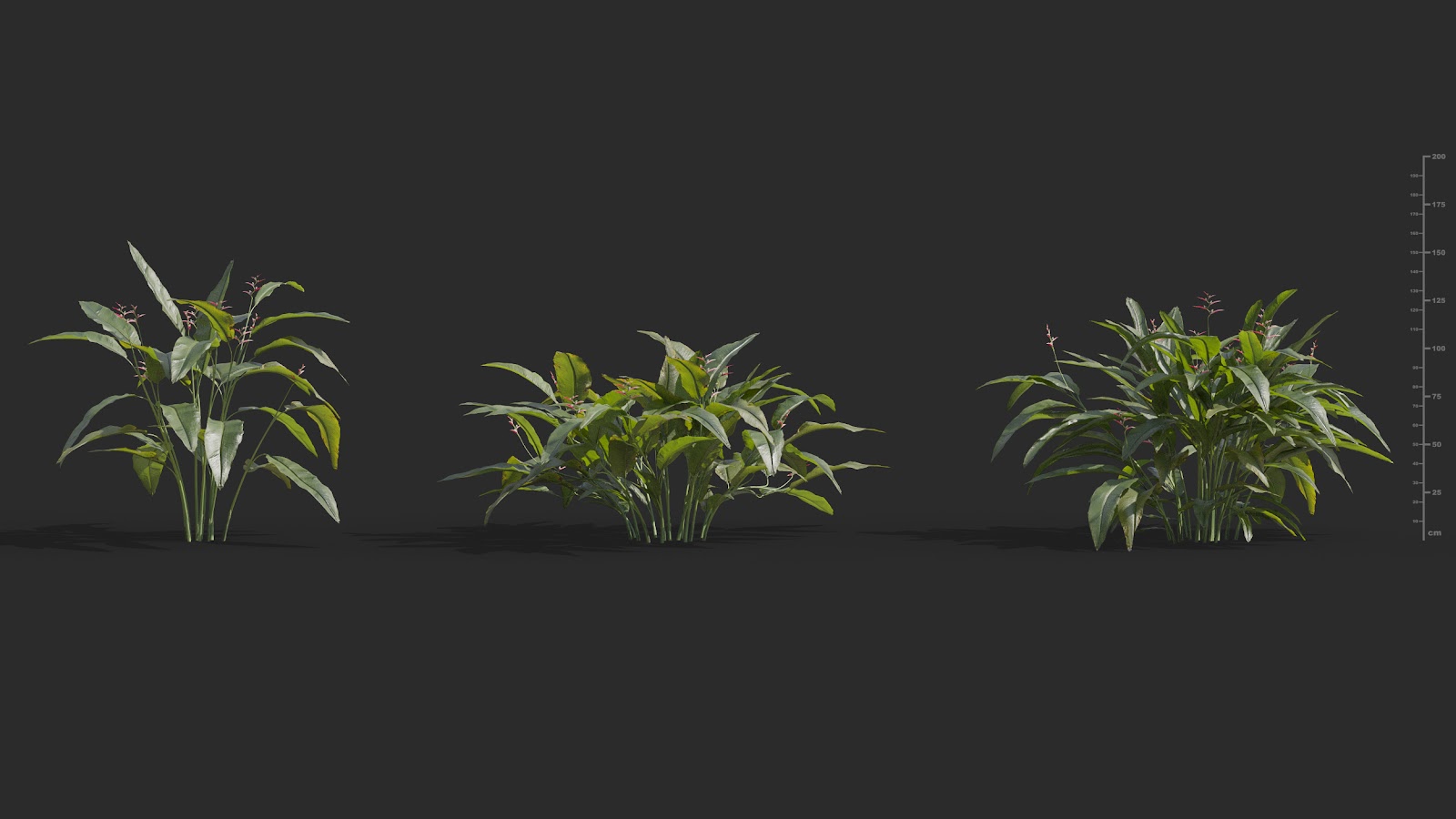 Maxtree - Plant Models Vol.72