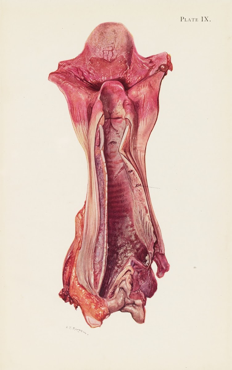 Plate IX Ulceration of trachea by mustard gas 1918