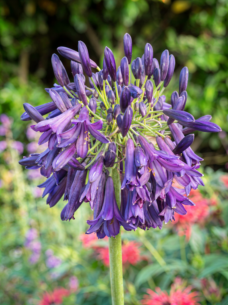 Agapanthus 'Purple Emperor' fiorito in giardino, con eleganti ombrelle viola intenso