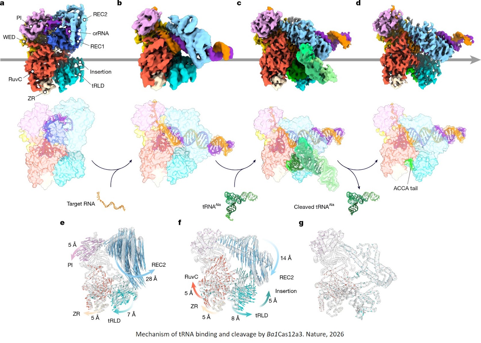 RNA-triggered Cas12a3 cleaves tRNA tails to execute bacterial immunity