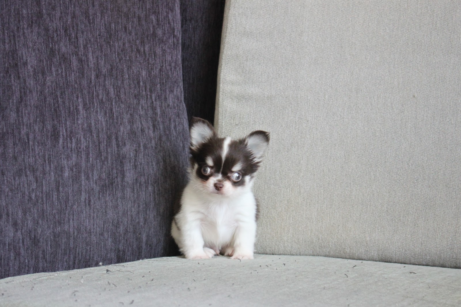 12/21出生 高端優質迷你長毛吉娃娃巧克力白花弟弟