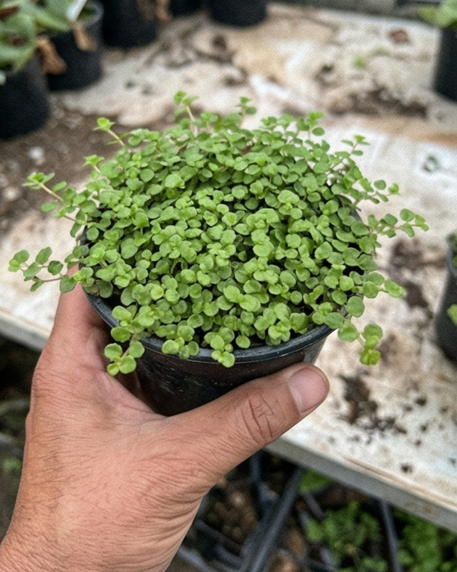Soleirolia Plant — view 1