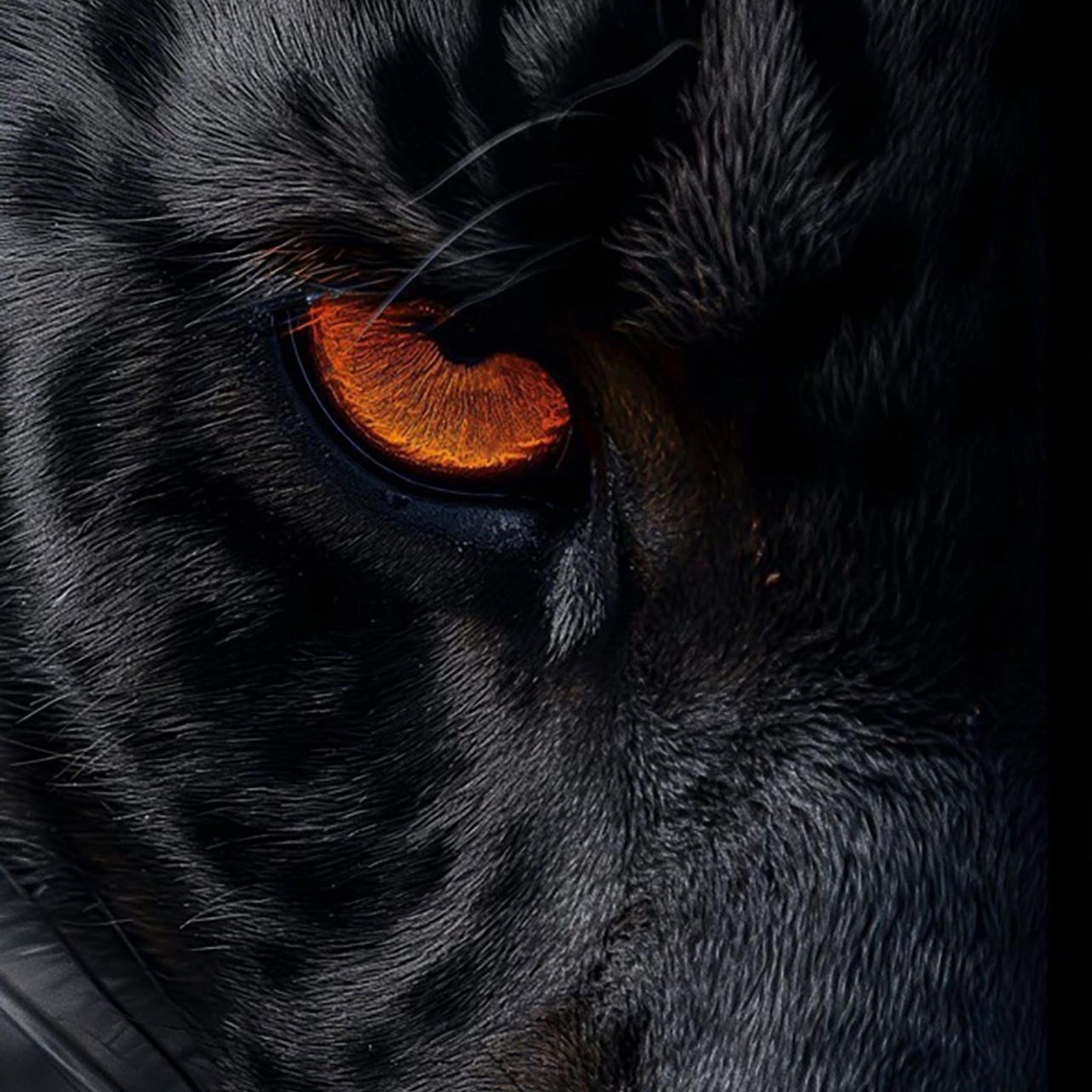 Download Black Leopard With Orange Eye Full HD iPhone