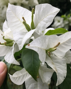 Imported Green Apple Bougainvillea Plant