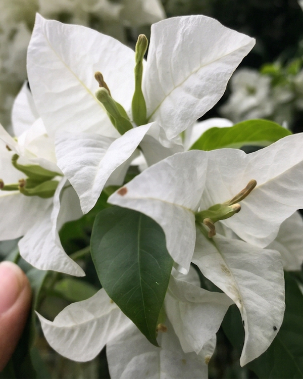 Imported Green Apple Bougainvillea Plant