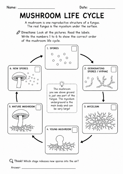 Mushroom Life Cycle Worksheet