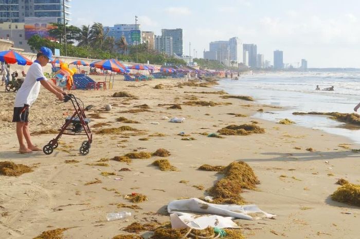 Bãi biển Vũng Tàu 'ngập' hàng chục tấn rong biển - Tạp chí Tri thức