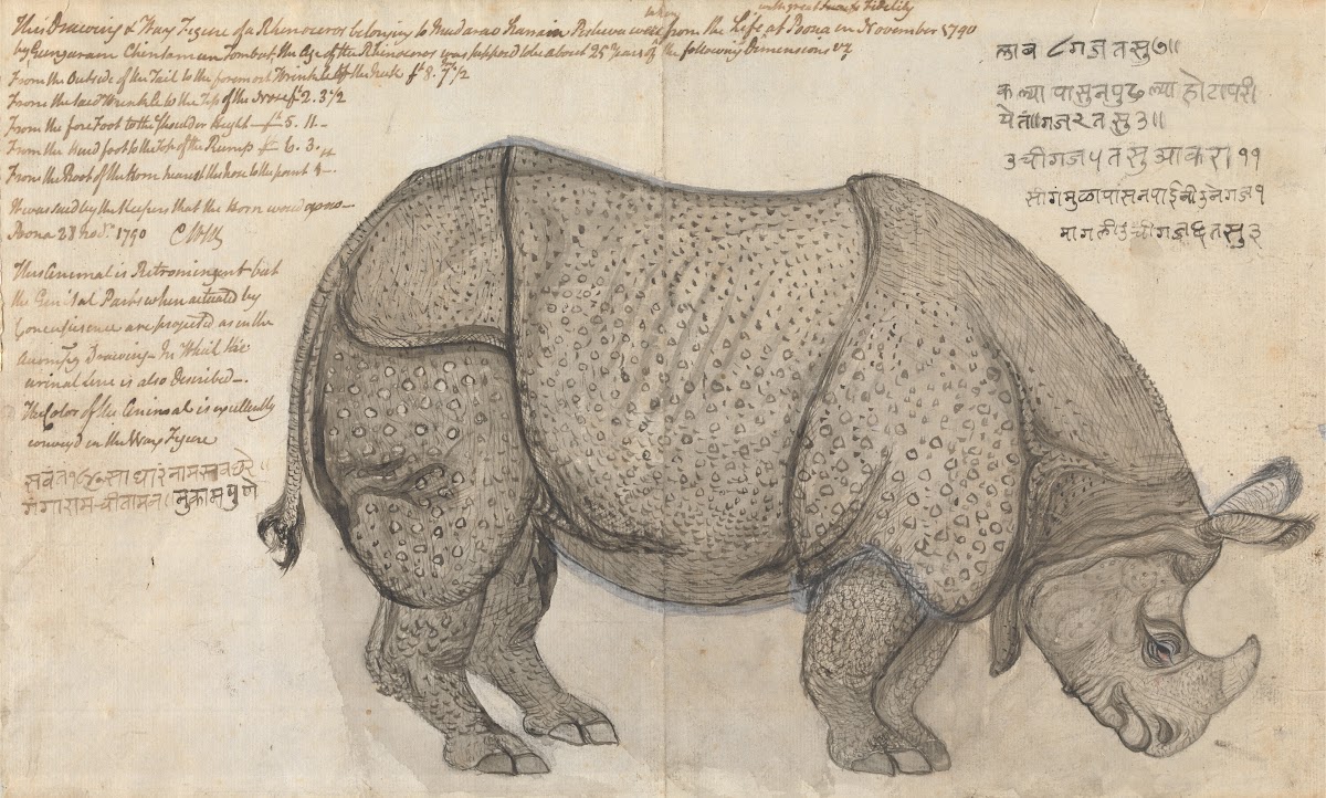 A Rhinoceros in the Pashwas Menagerie at Poona 1790