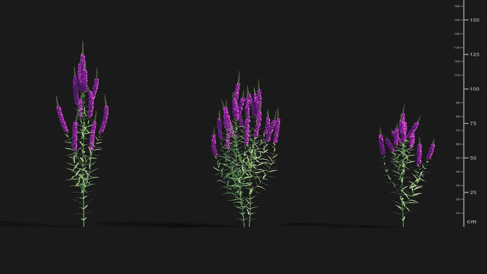 Maxtree - Plant Models Vol.29