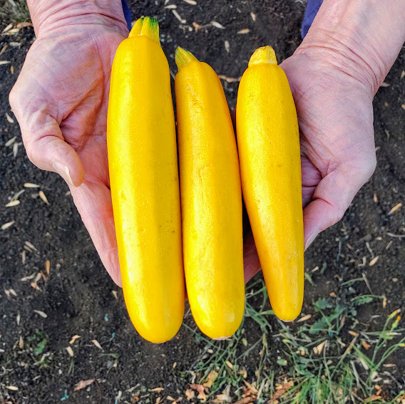 Comprar calabacin amarillo orgánico