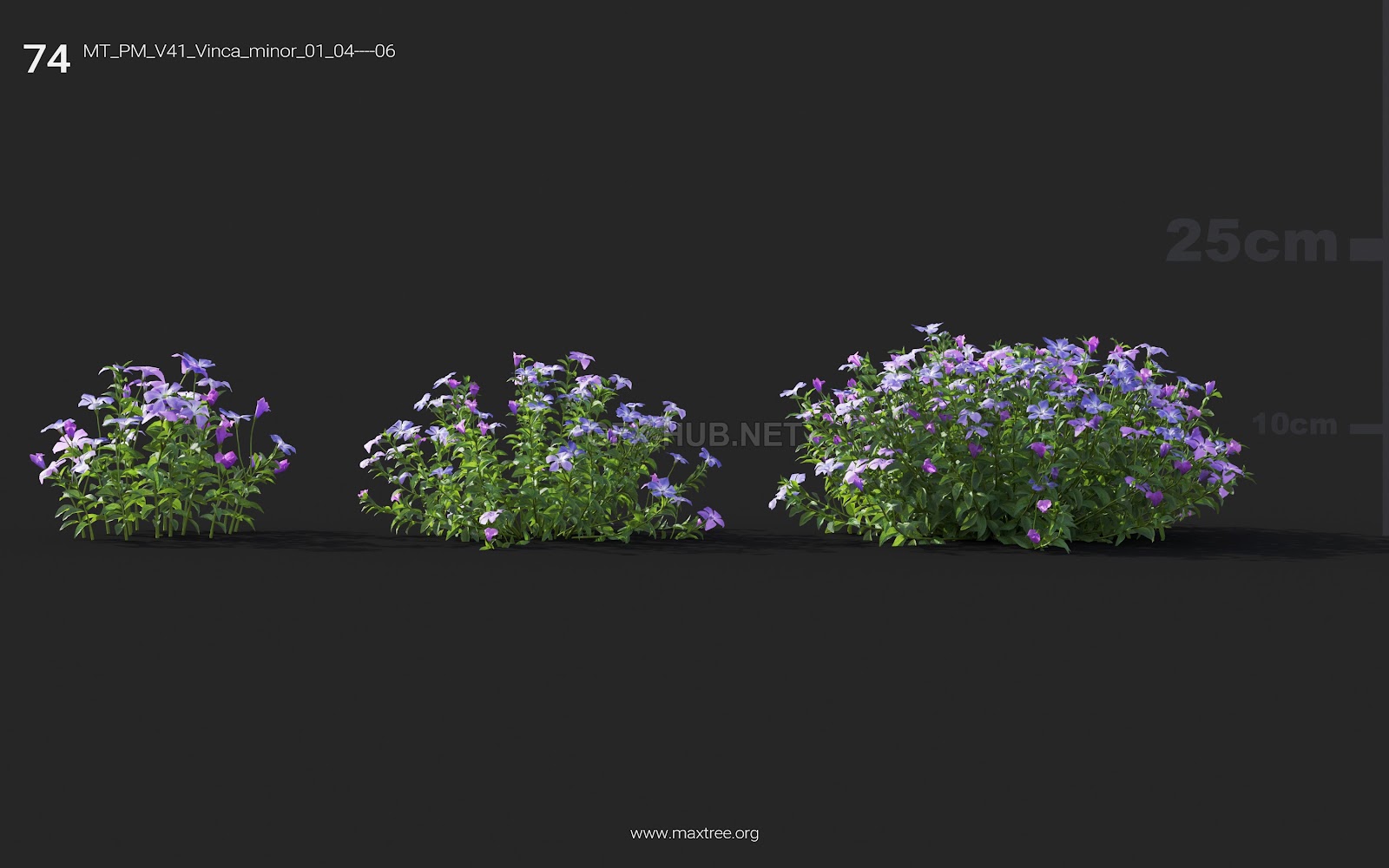 Maxtree - Plant Models Vol.41