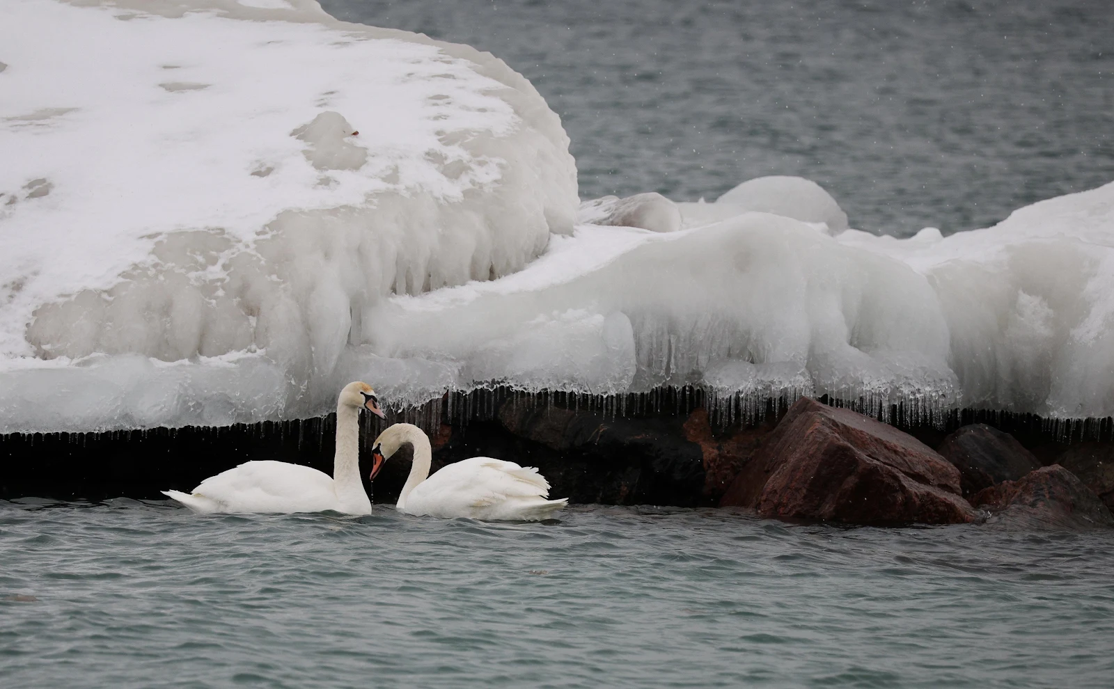 Two White Swans In Winter - Wildlife Photography 4K Wallpaper (4728x2925)