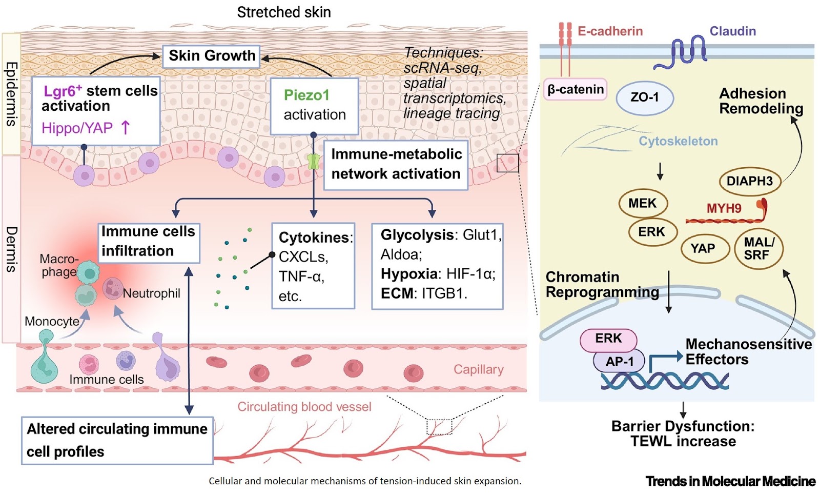 Barrier organ mechanomedicine and therapeutic insights