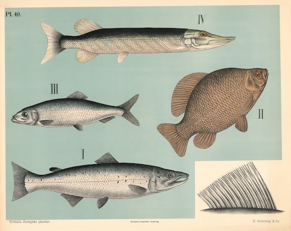 Fisk Blødfinnede fisk 1881