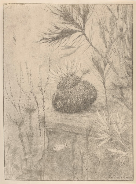 Waterplanten 1892 1940