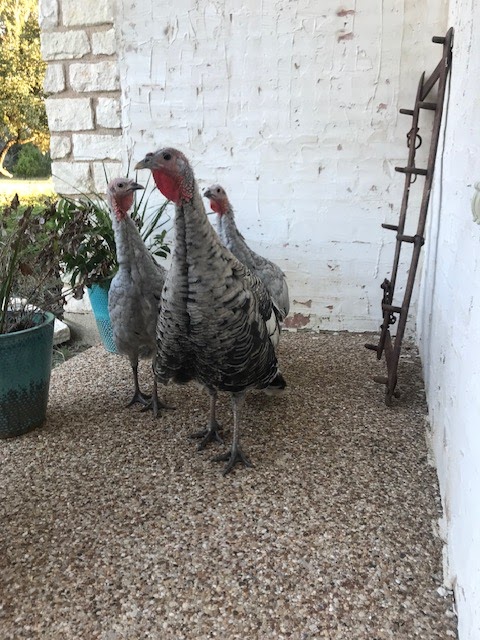Narragansett, Blue Slate