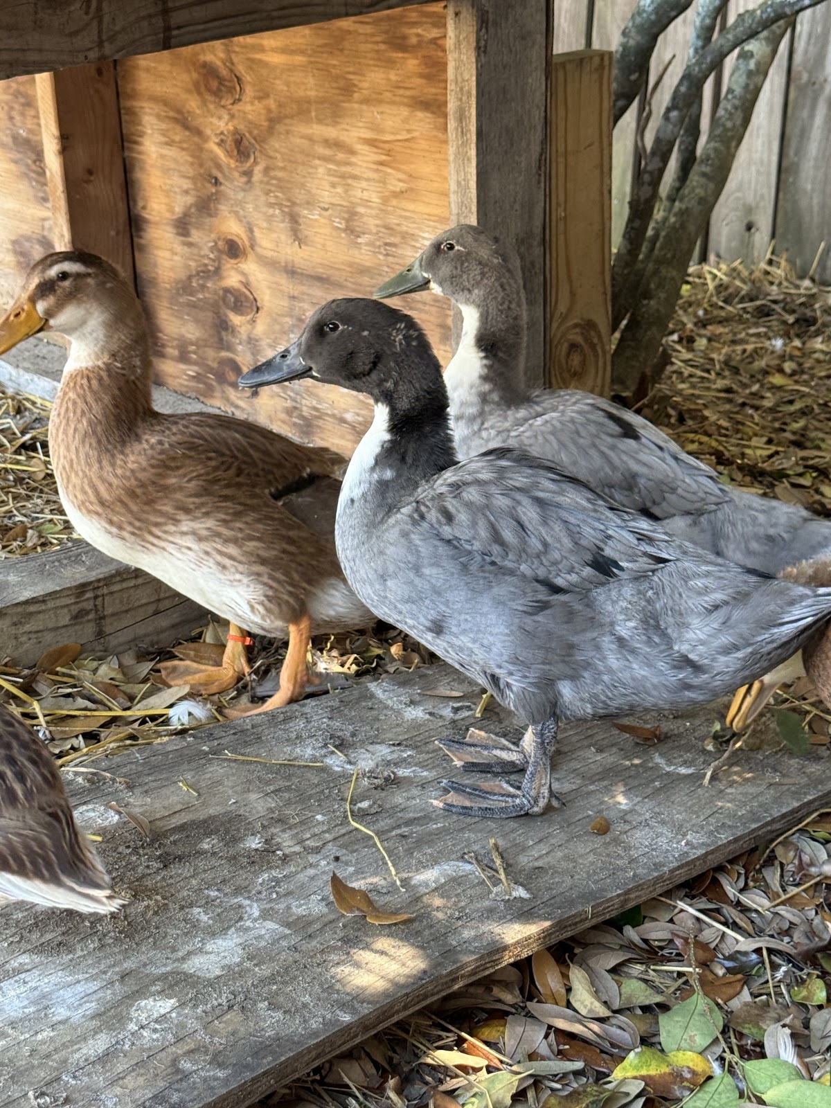 Blue Swedish Duckling, Golden Cascade Duckling