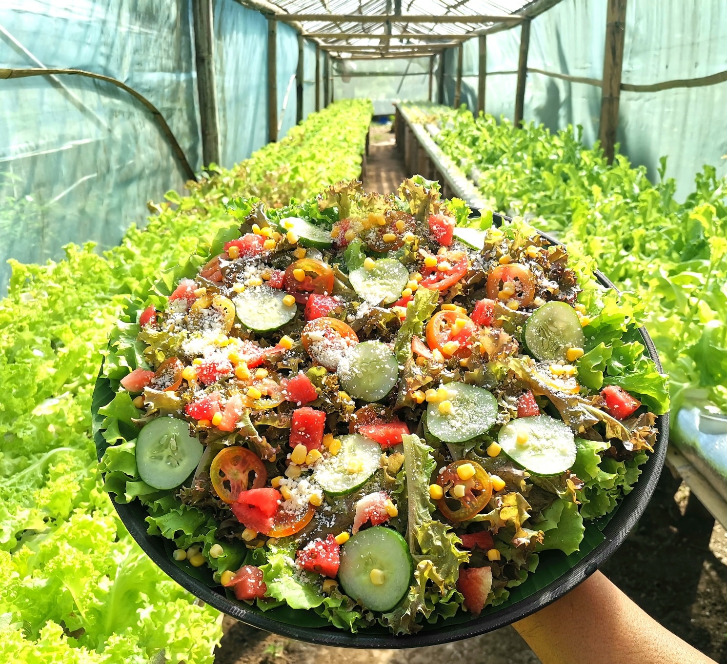 Resilience and Growth