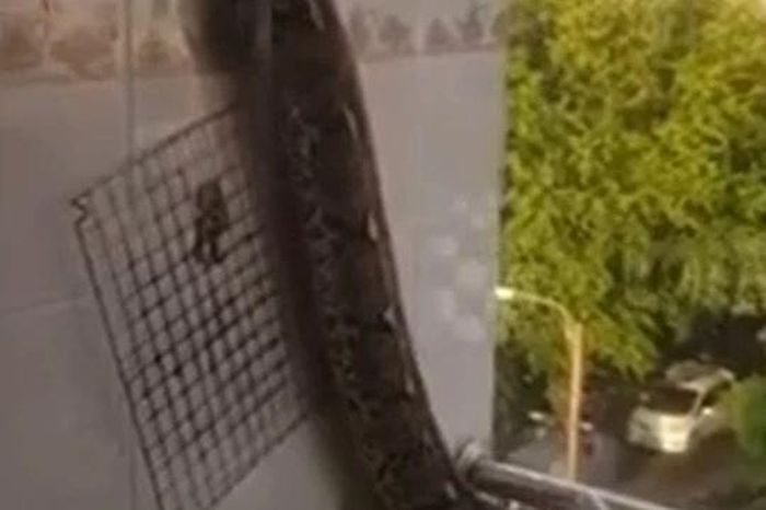 Trăn dài 4,5 mét bò ra cửa sổ phòng tắm, cư dân chung cư hoảng hốt - Tạp chí Doanh Nghiệp Việt Nam