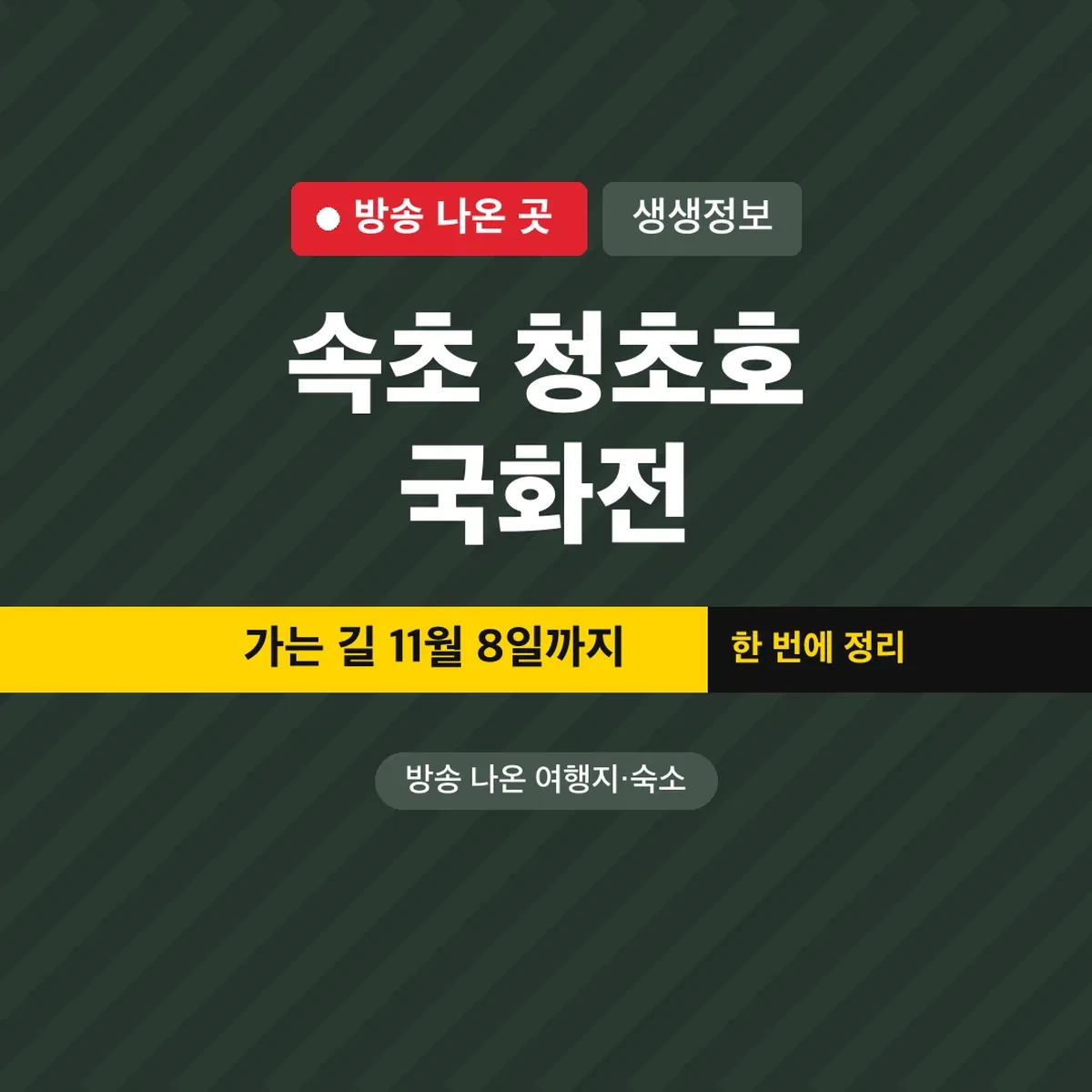 생생정보 속초 청초호 국화전 가는 길 11월 8일까지