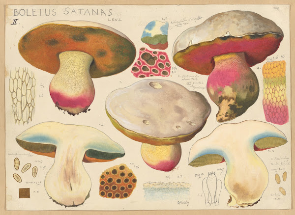 Boletus satanas Lenz 2 1915 1945